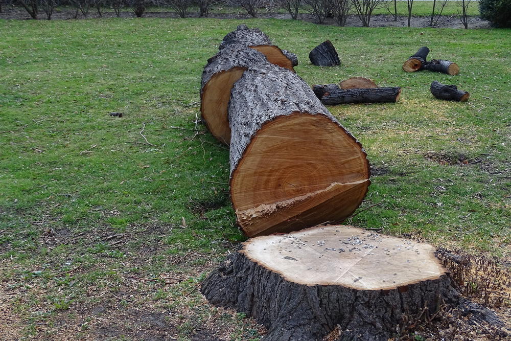 Tronc d'arbre fraîchement abattu et débité, souche nette au premier plan